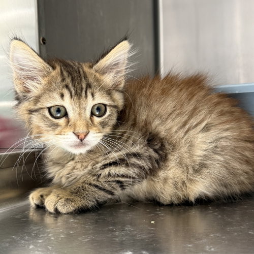 Llyan (bonded w/ Gigi), an adoptable Domestic Medium Hair in Oakland, CA