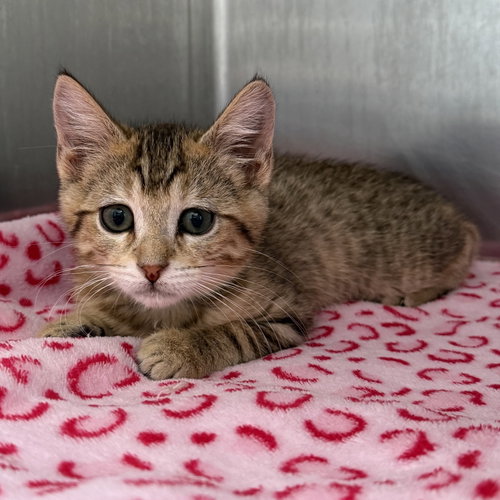 Gigi (bonded w/ Llyan), an adoptable Domestic Short Hair in Oakland, CA