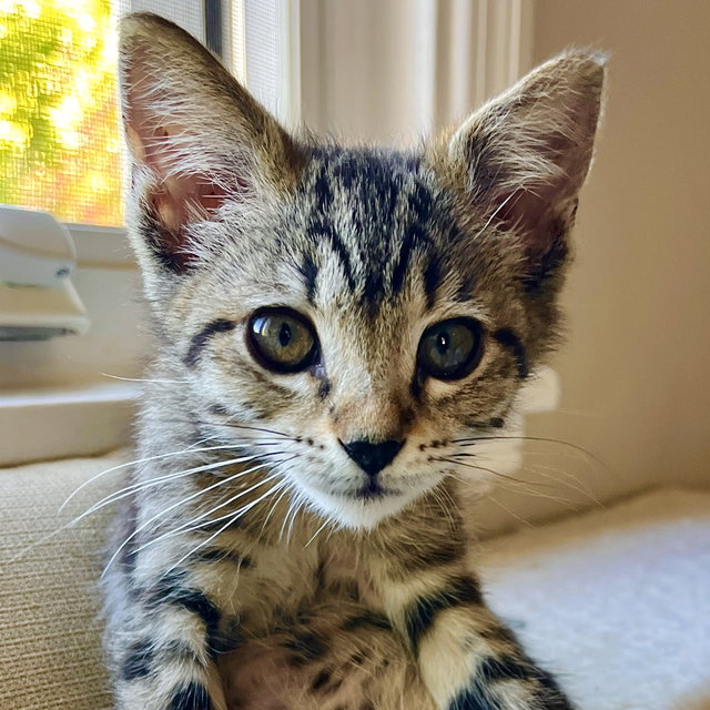 Sewie (bonded w/Amoeba), a Domestic Short Hair / Mixed (short coat)