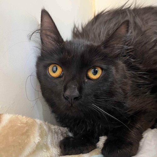 Bunny, a cat for adoption from Oakland Animal Services