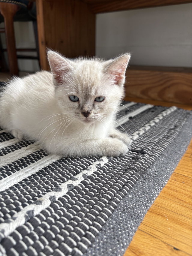 Ginger, a Siamese / Mixed