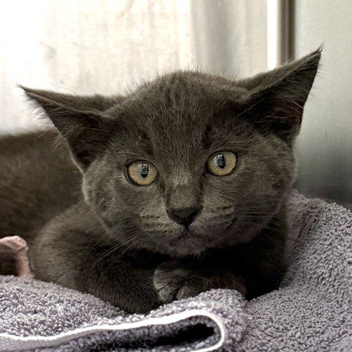 Wyck (bonded w/ Dale)