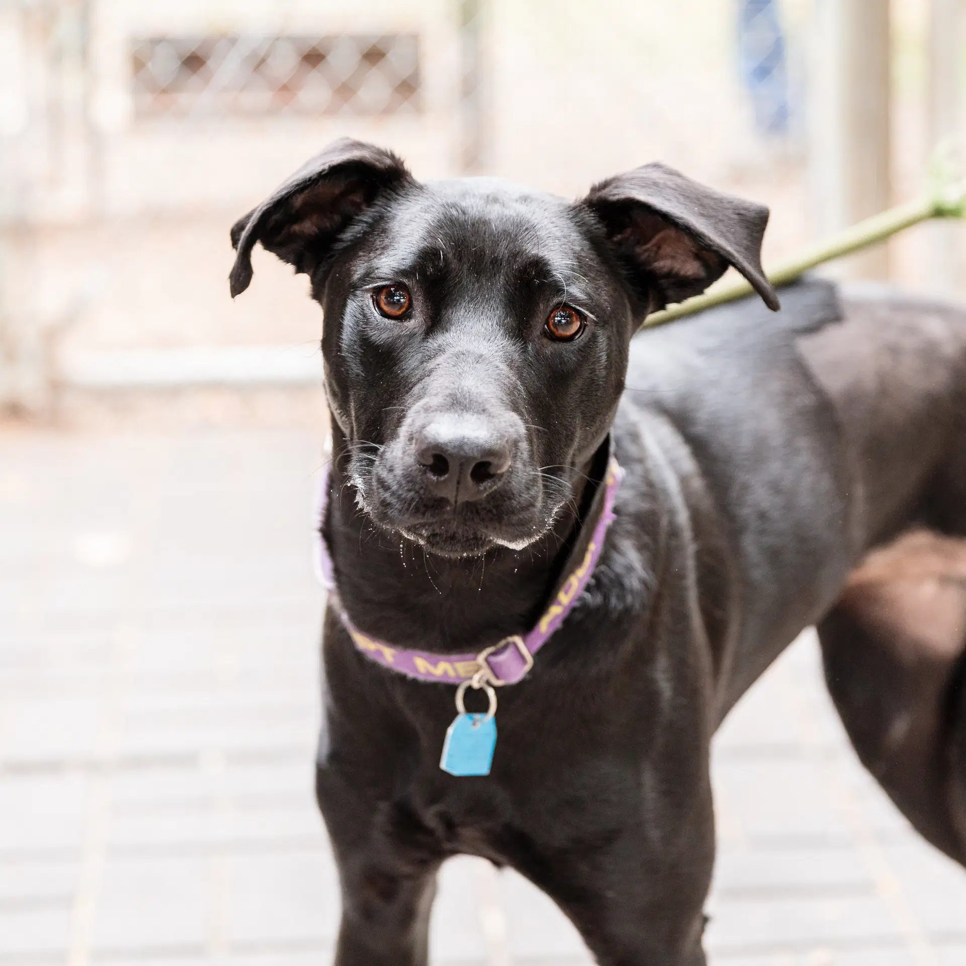 Sunflower - American Pit Bull Terrier