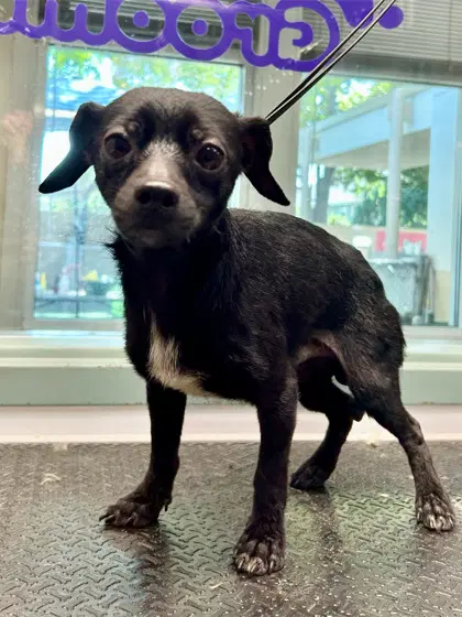 Bitsy Bonded With Itsy - Chihuahua