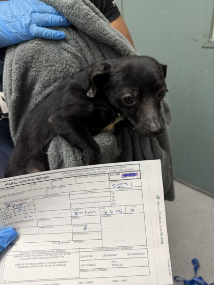 Bitsy (bonded with Itsy 83568)