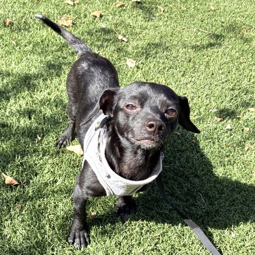Bitsy (bonded with Itsy 83568)