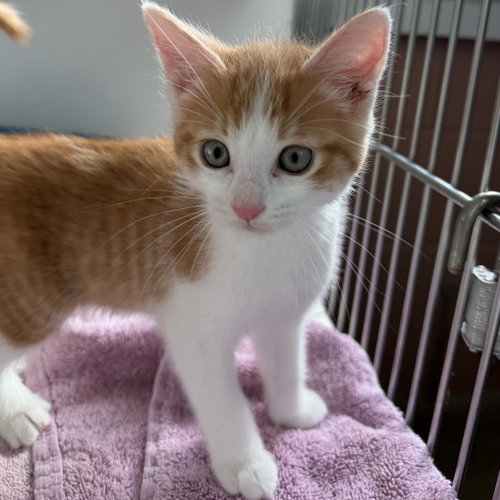Picard (bonded w/ Riker), Baby Domestic Short Hair / Mixed, cat for adoption in Campbell, California