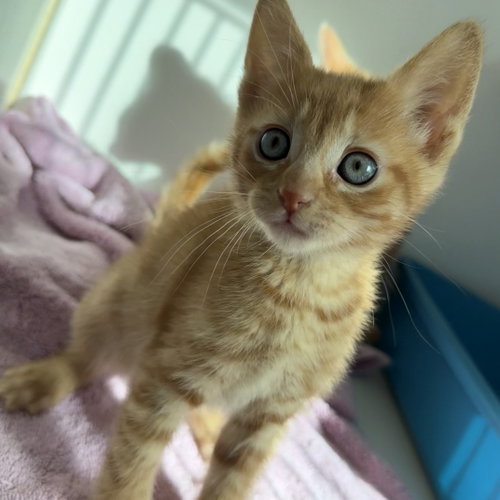 Riker (bonded w/ Picard), Baby Domestic Short Hair / Mixed, cat for adoption in Campbell, California