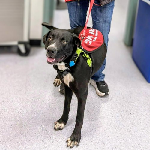 Ontario, an adoptable Pit Bull Terrier in Oakland, CA