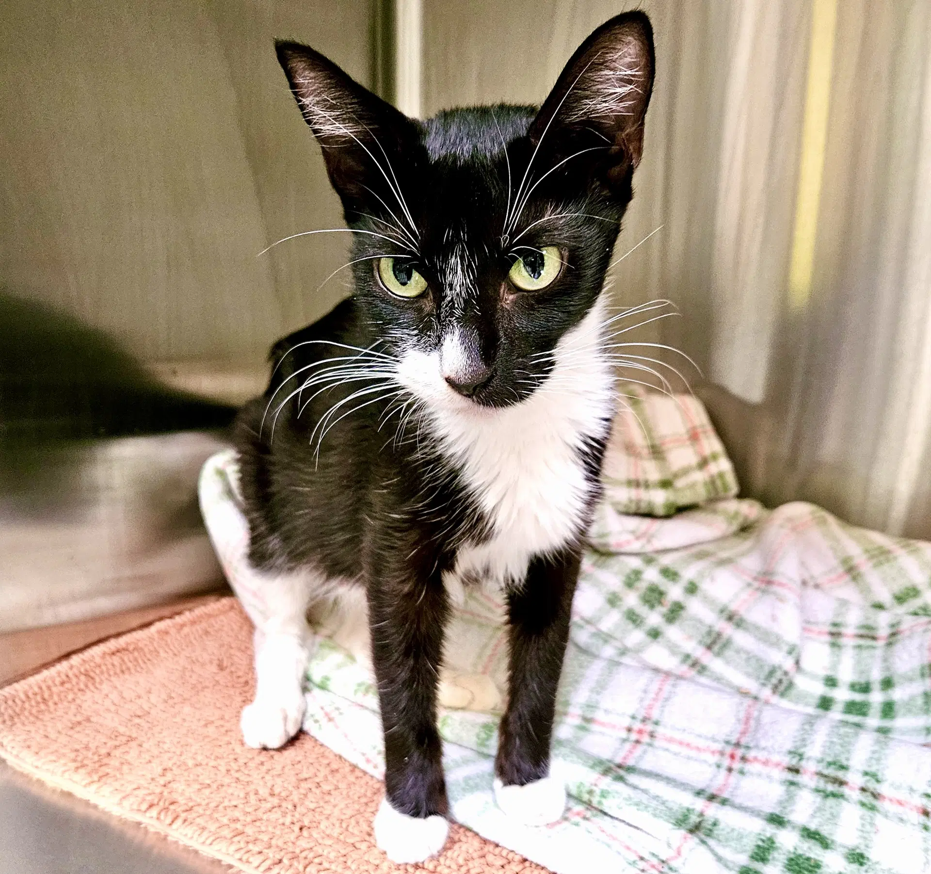 Penelope - Domestic Short Hair