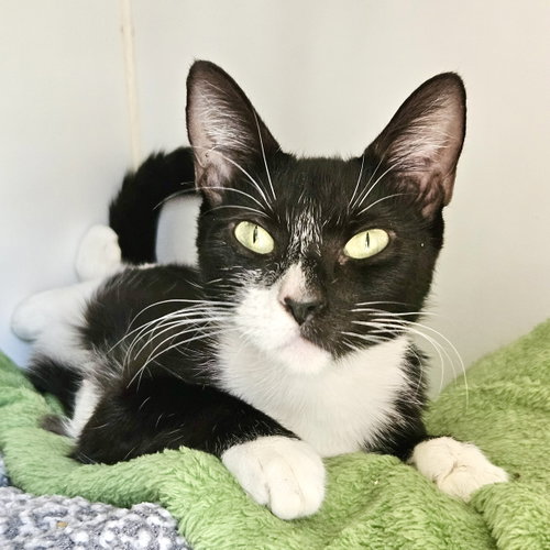 picture of the cat needing adoption