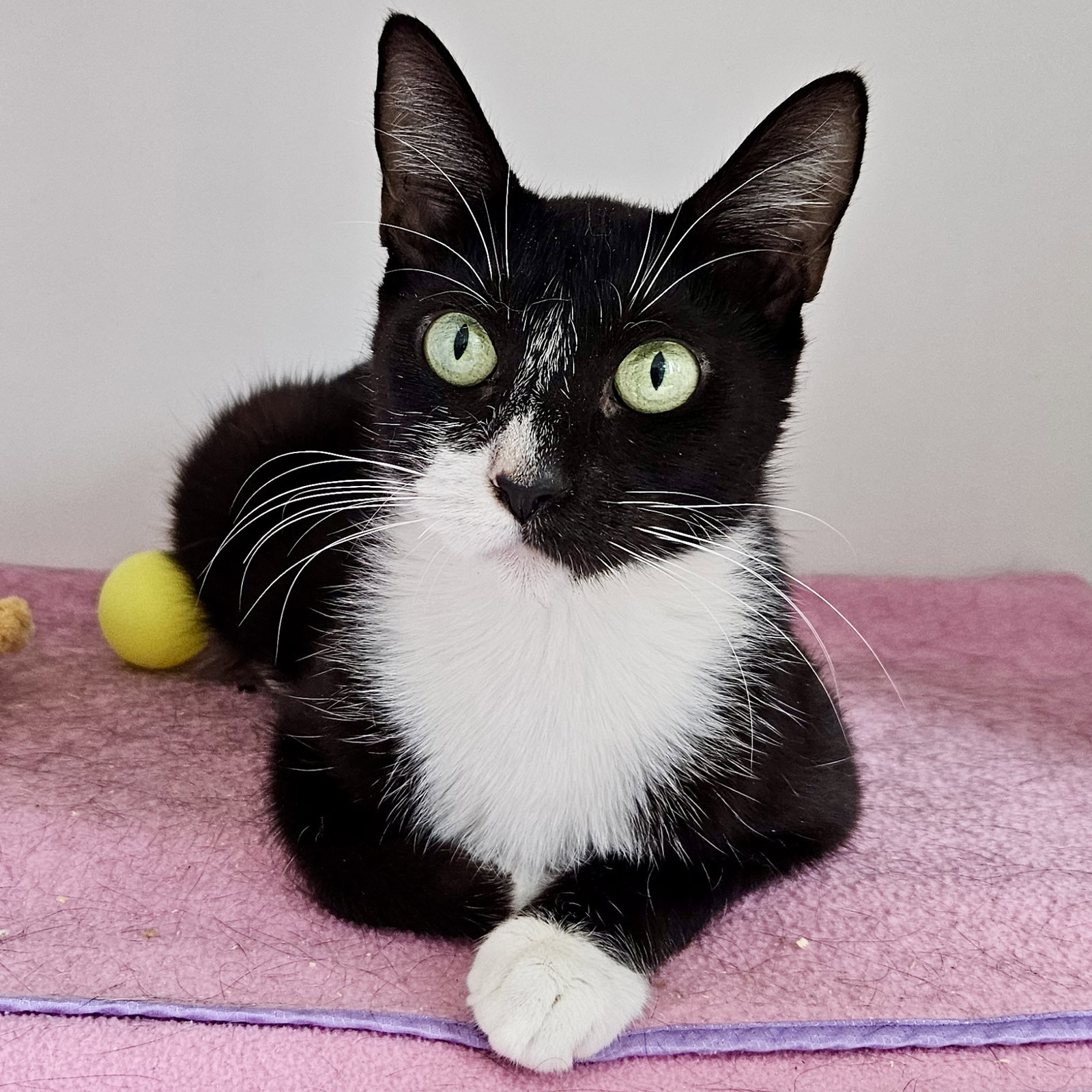 Penelope