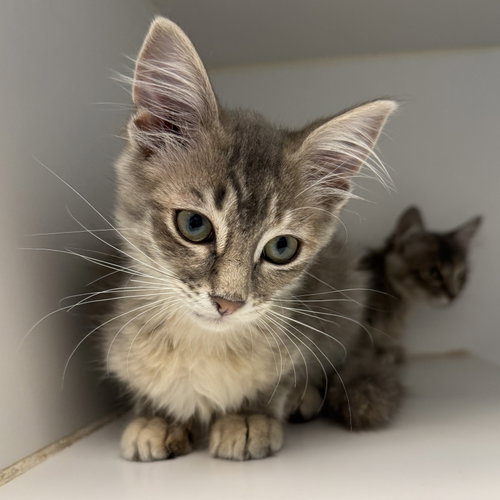Beetle, Baby Domestic Medium Hair / Mixed (medium coat), cat for adoption in Union City, California