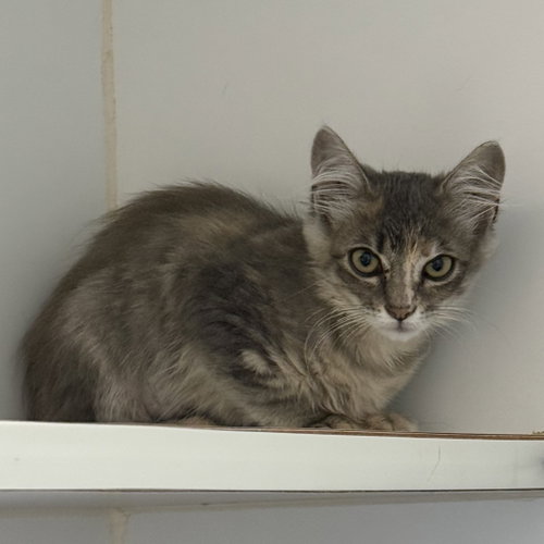 Milagro, Baby Domestic Medium Hair / Mixed (medium coat), cat for adoption in Union City, California