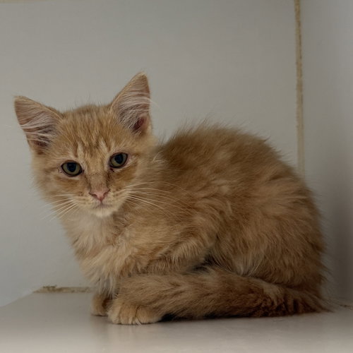 Jaime, Baby Domestic Medium Hair / Mixed (medium coat), cat for adoption in Union City, California
