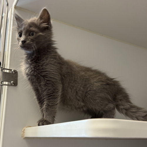 Ted, Baby Domestic Medium Hair / Mixed (medium coat), cat for adoption in Union City, California