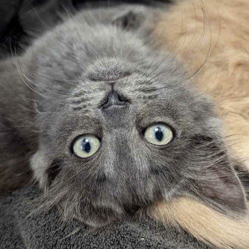 Ted