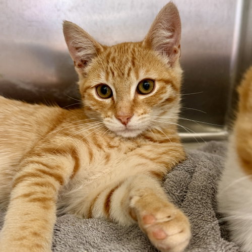 Boingo (bonded w/ Oingo), Baby Domestic Short Hair / Mixed (short coat), cat for adoption in Hayward, California