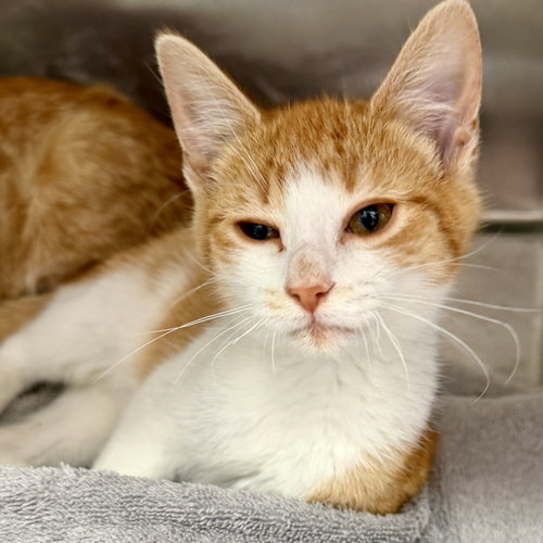 Oingo (bonded w/ Boingo), Baby Domestic Short Hair / Mixed (short coat), cat for adoption in Hayward, California
