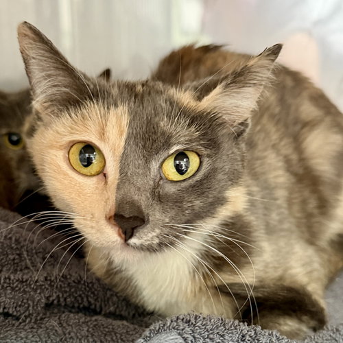 Maisie (bonded w/Daisy), Young Domestic Short Hair / Mixed (short coat), cat for adoption in Union City, California