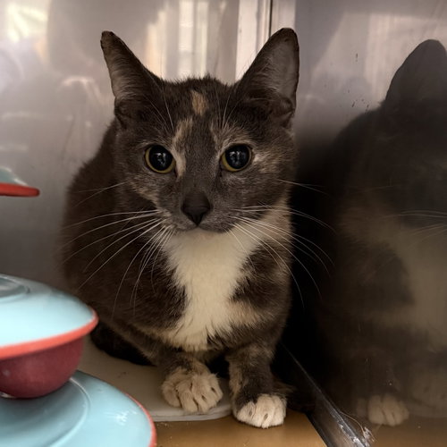 Daisy (bonded w/Maisie), Young Domestic Short Hair / Mixed (short coat), cat for adoption in Union City, California
