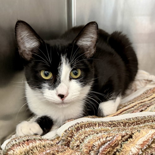 Laufey (bonded w/ Kratos), Baby Domestic Short Hair / Mixed (short coat), cat for adoption in Campbell, California