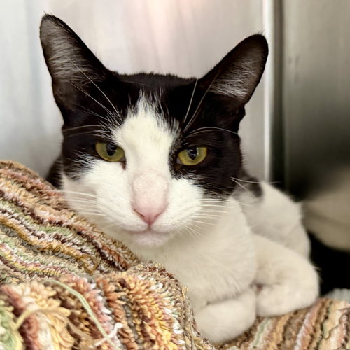 Kratos (bonded w/ Laufey), Baby Domestic Short Hair / Mixed (short coat), cat for adoption in Campbell, California