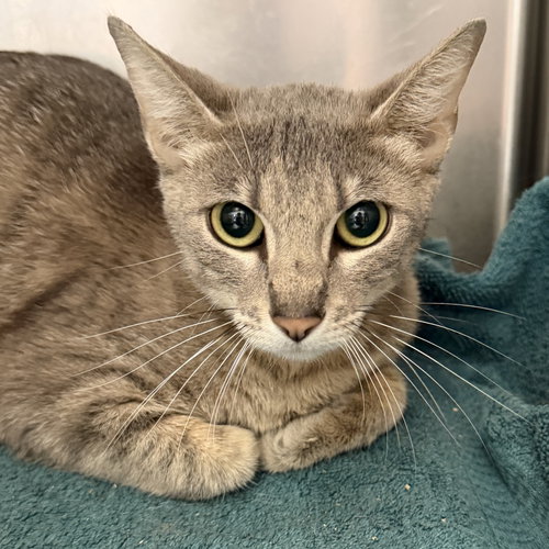 Taffy, Baby Domestic Short Hair / Mixed (short coat), cat for adoption in Campbell, California
