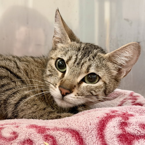 Nola (bonded w/ Rouge), Baby Domestic Short Hair / Mixed (short coat), cat for adoption in Union City, California