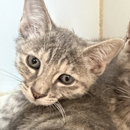 Beignet, Baby Domestic Short Hair / Mixed (short coat), cat for adoption in Hayward, California