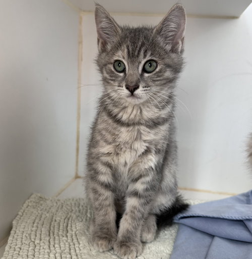 Roux, Baby Domestic Short Hair / Mixed (short coat), cat for adoption in Hayward, California