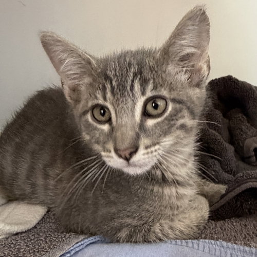 BourrC), Baby Domestic Short Hair / Mixed (short coat), cat for adoption in Hayward, California