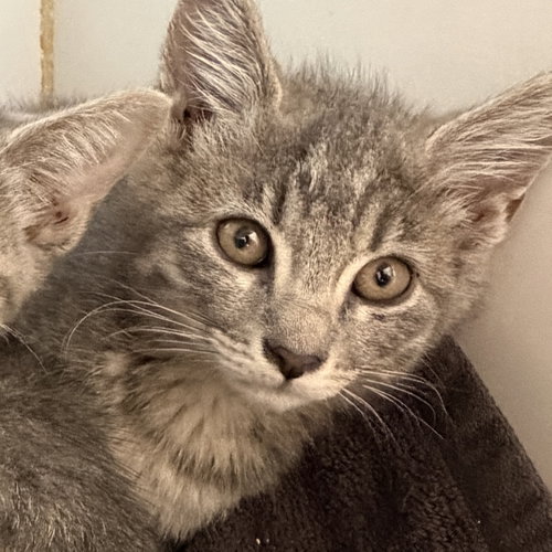 Magnolia, Baby Domestic Short Hair / Mixed (short coat), cat for adoption in Hayward, California