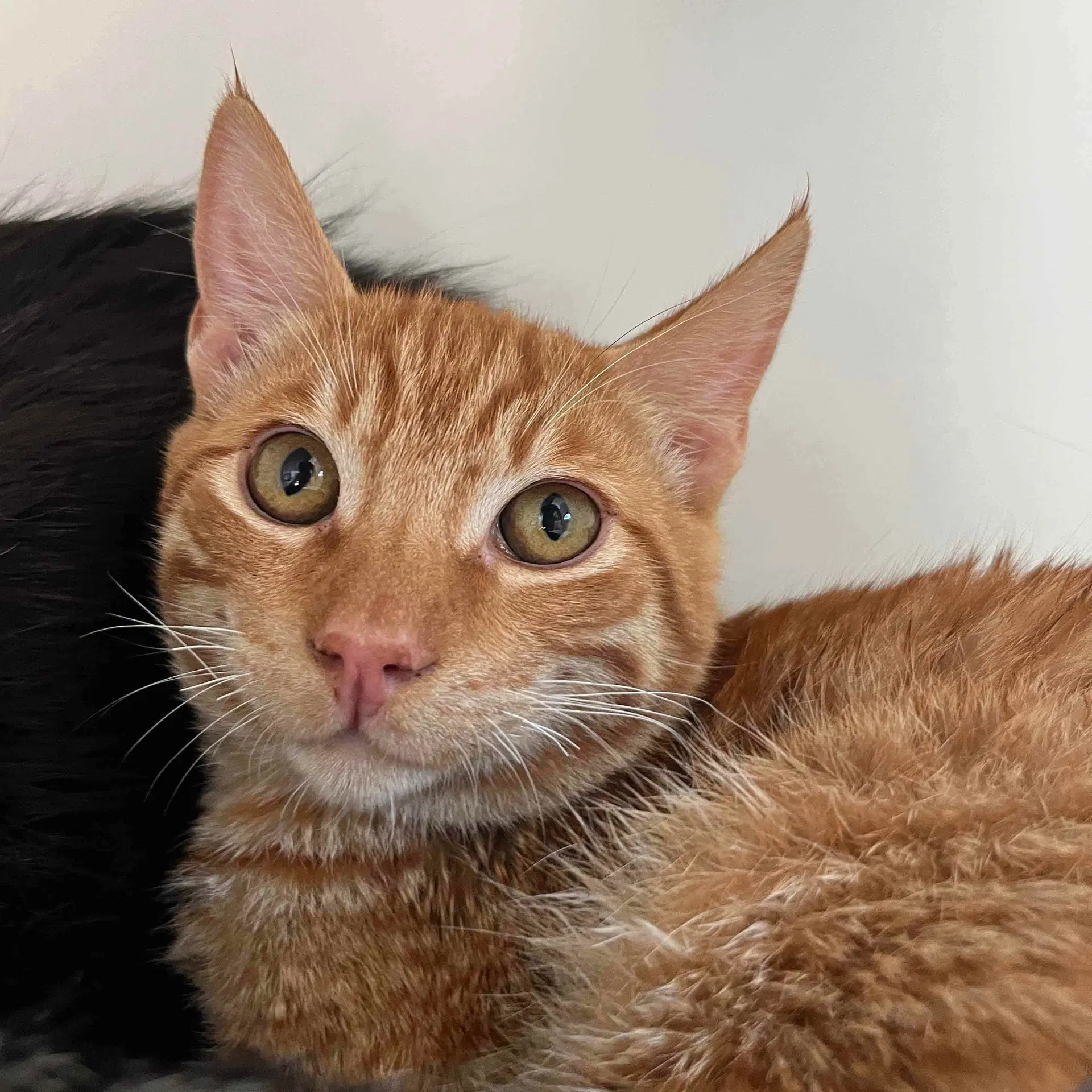 Clyde - Domestic Short Hair