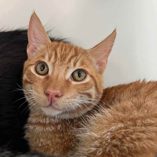 Clyde, a cat for adoption from Oakland Animal Services