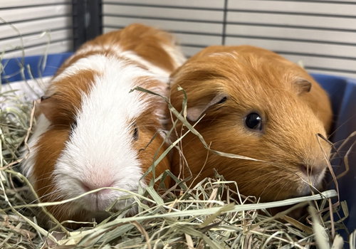 Latte (bonded w/ Chai)