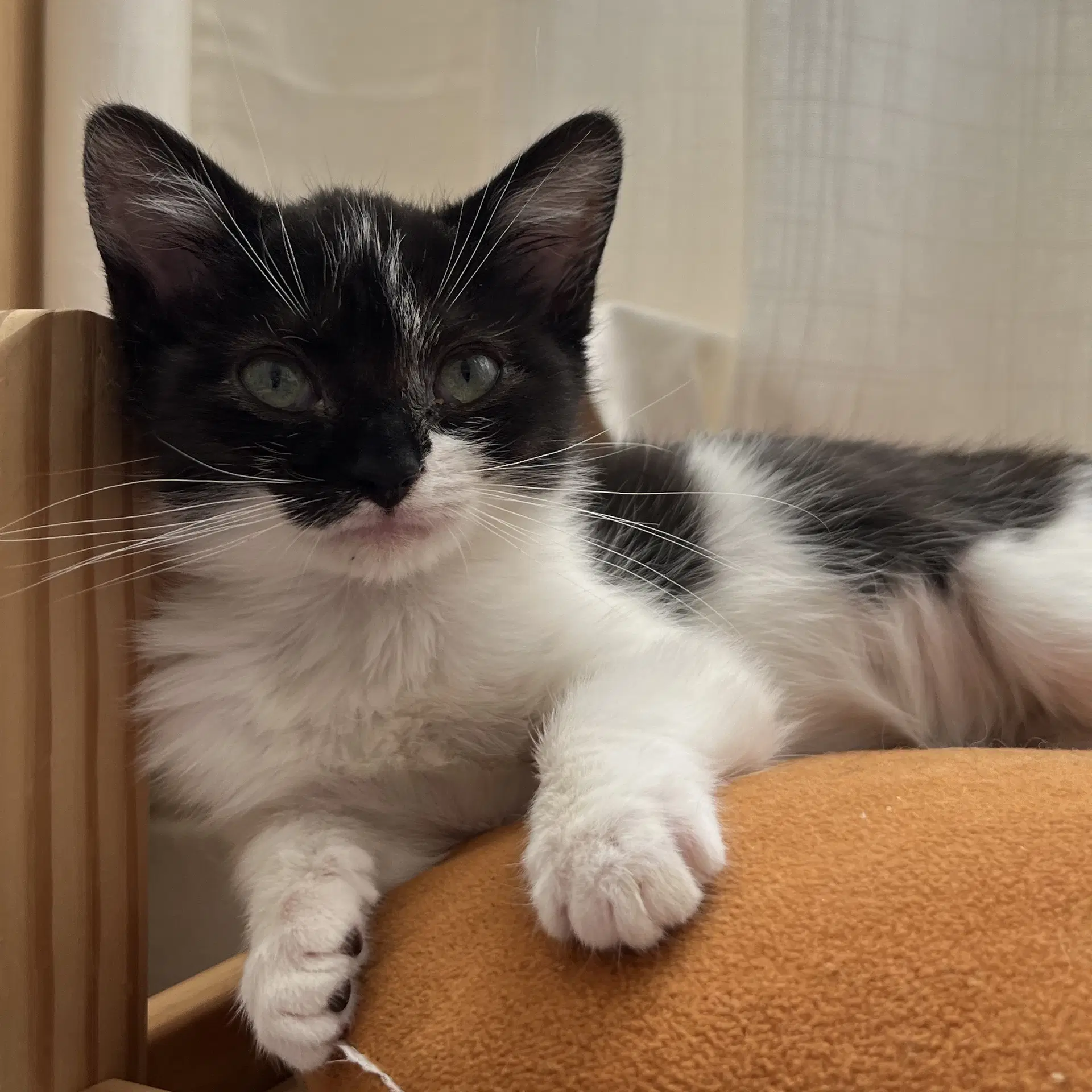 Sprout Bonded W Sprig - Domestic Medium Hair