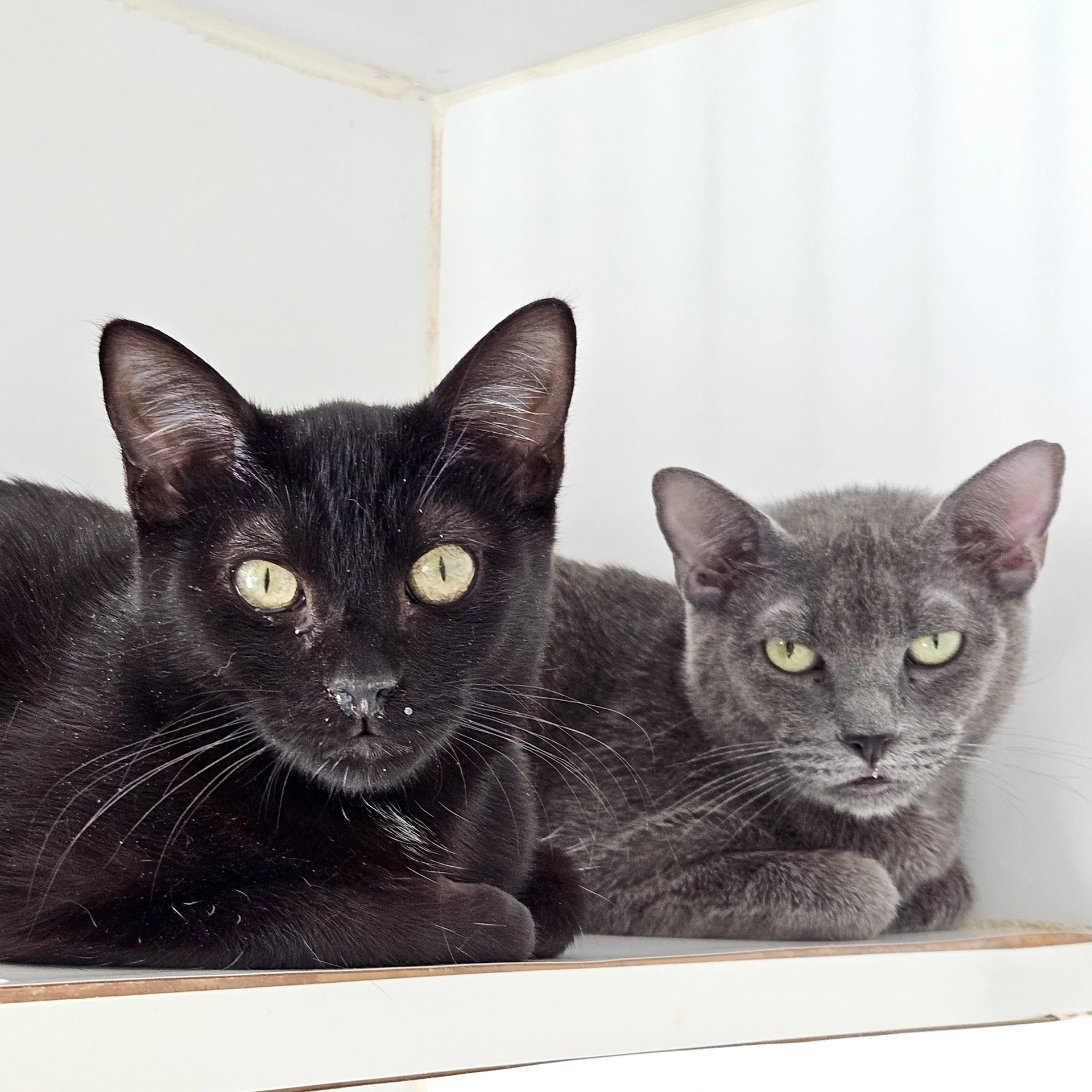 Satine Bonded W Obi