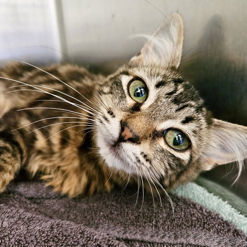 Peridot (bonded w/ Agate), an adoptable Domestic Short Hair in Oakland, CA