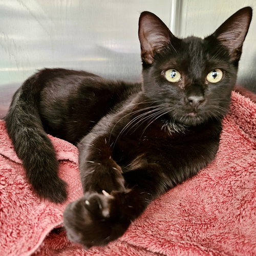 Obi (bonded w/ Satine), an adoptable Domestic Short Hair in Oakland, CA