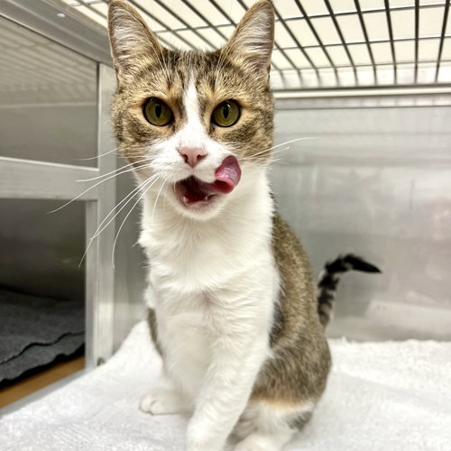 picture of the cat needing adoption