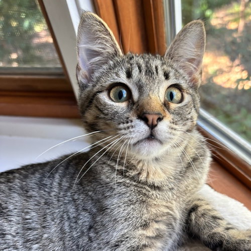 Cloud (bonded w/ Raindrop), a cat for adoption from Oakland Animal Services