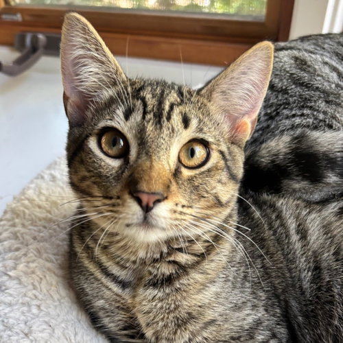 Raindrop (bonded w/ Cloud), a cat for adoption from Oakland Animal Services