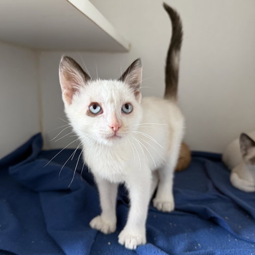 Ivy, Baby Domestic Short Hair / Mixed (short coat), cat for adoption in Union City, California