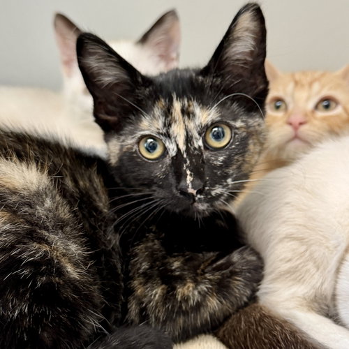 Harleen, Baby Domestic Short Hair / Mixed (short coat), cat for adoption in Union City, California