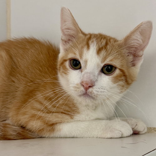 Firefly, Baby Domestic Short Hair / Mixed (short coat), cat for adoption in Union City, California