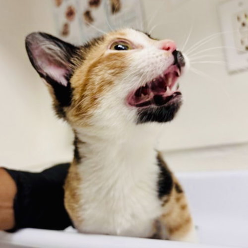 Talia, Baby Domestic Short Hair / Mixed (short coat), cat for adoption in Union City, California