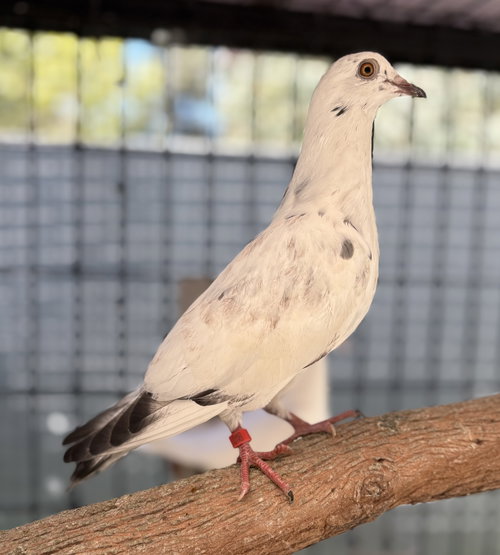 Magpie, a poultry for adoption from Oakland Animal Services