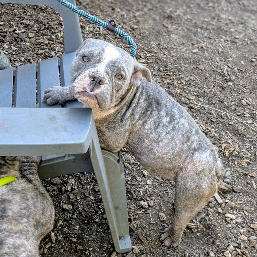 Little Blue