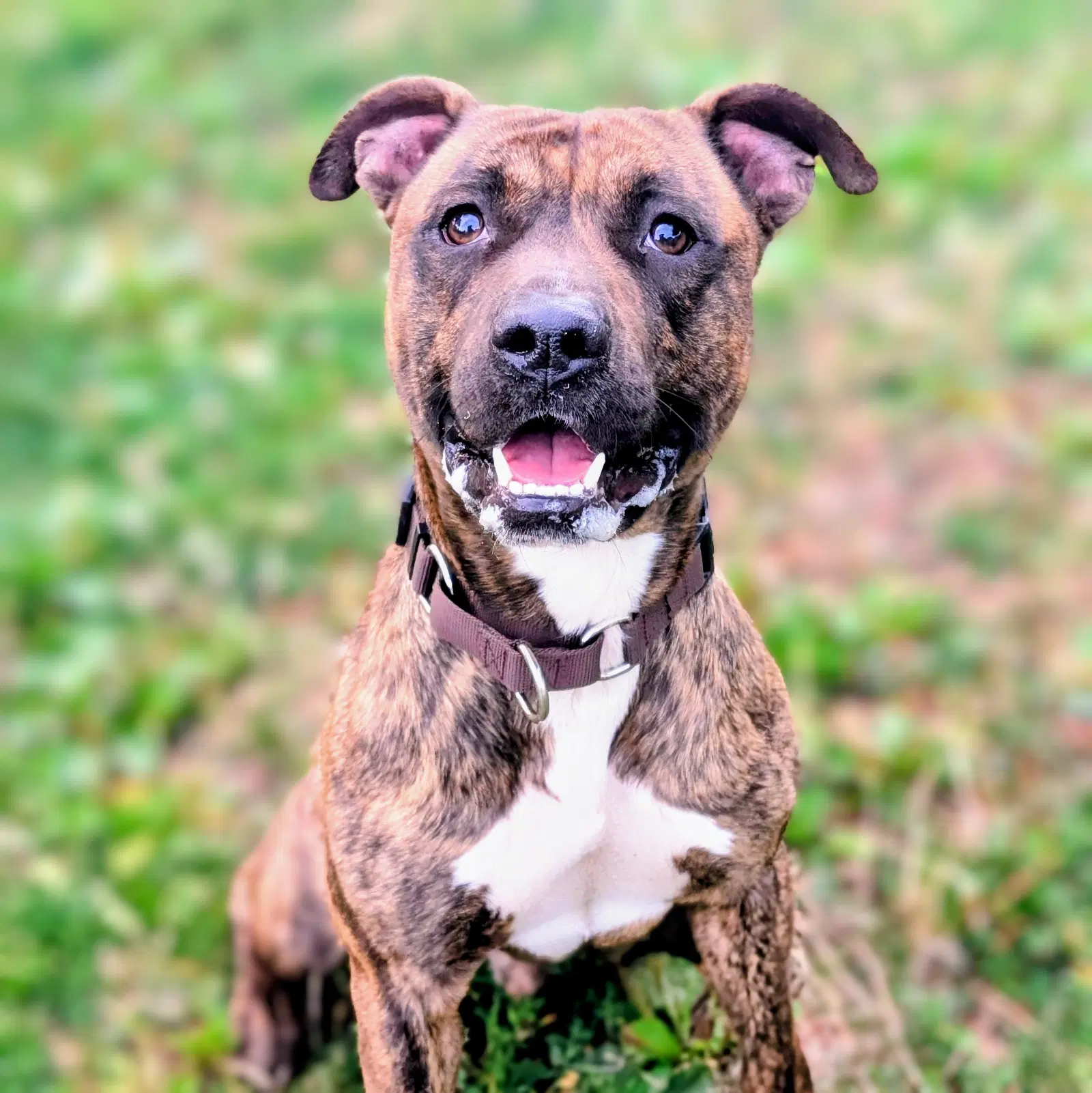 Jojo - American Pit Bull Terrier